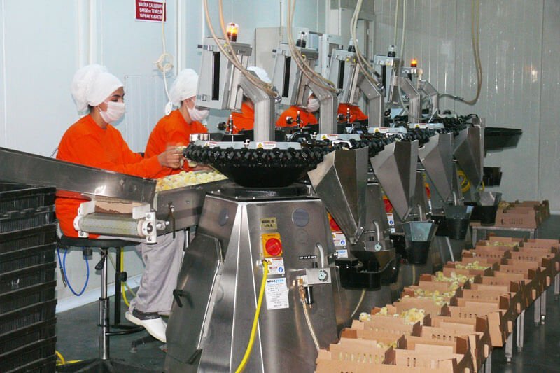 Tesiste yumurta tasnif ve paketleme hattında çalışanlar